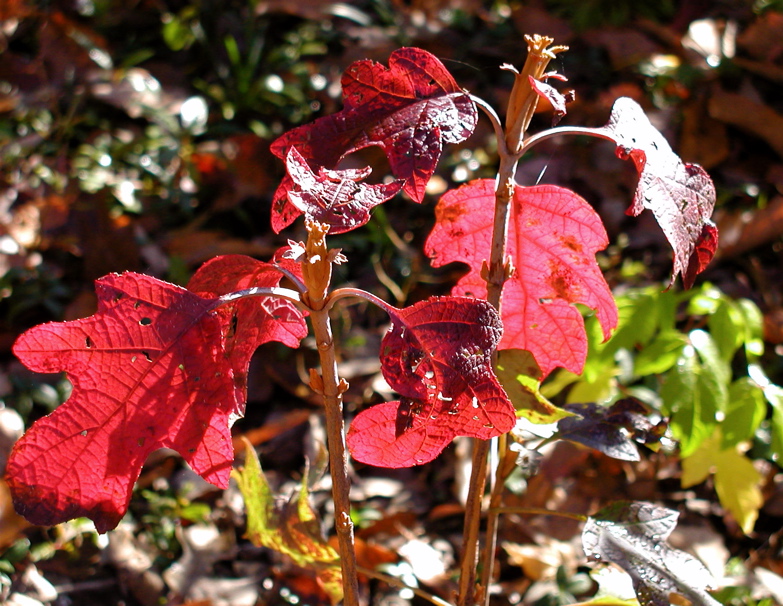 Oakleaf Hydrangea for All Seasons Deb's Garden Deb's Garden Blog
